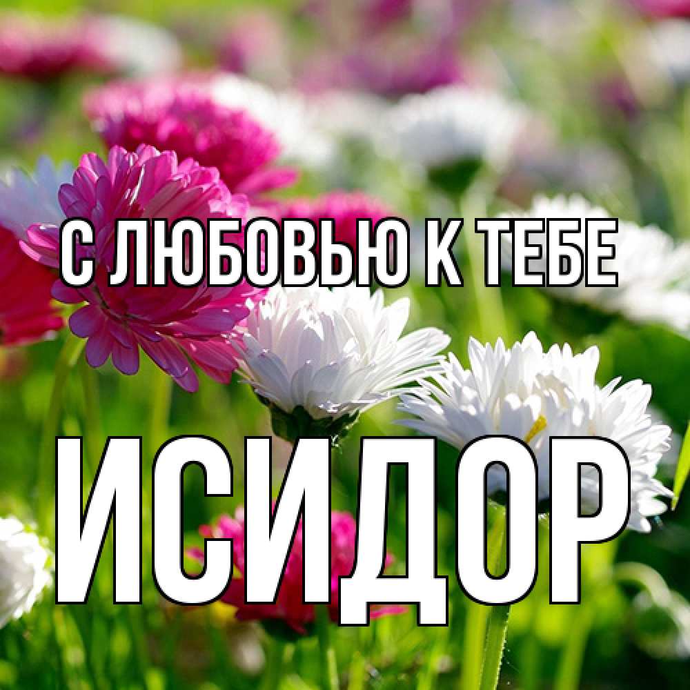 Открытка  с именем. Исидор, С любовью к тебе  