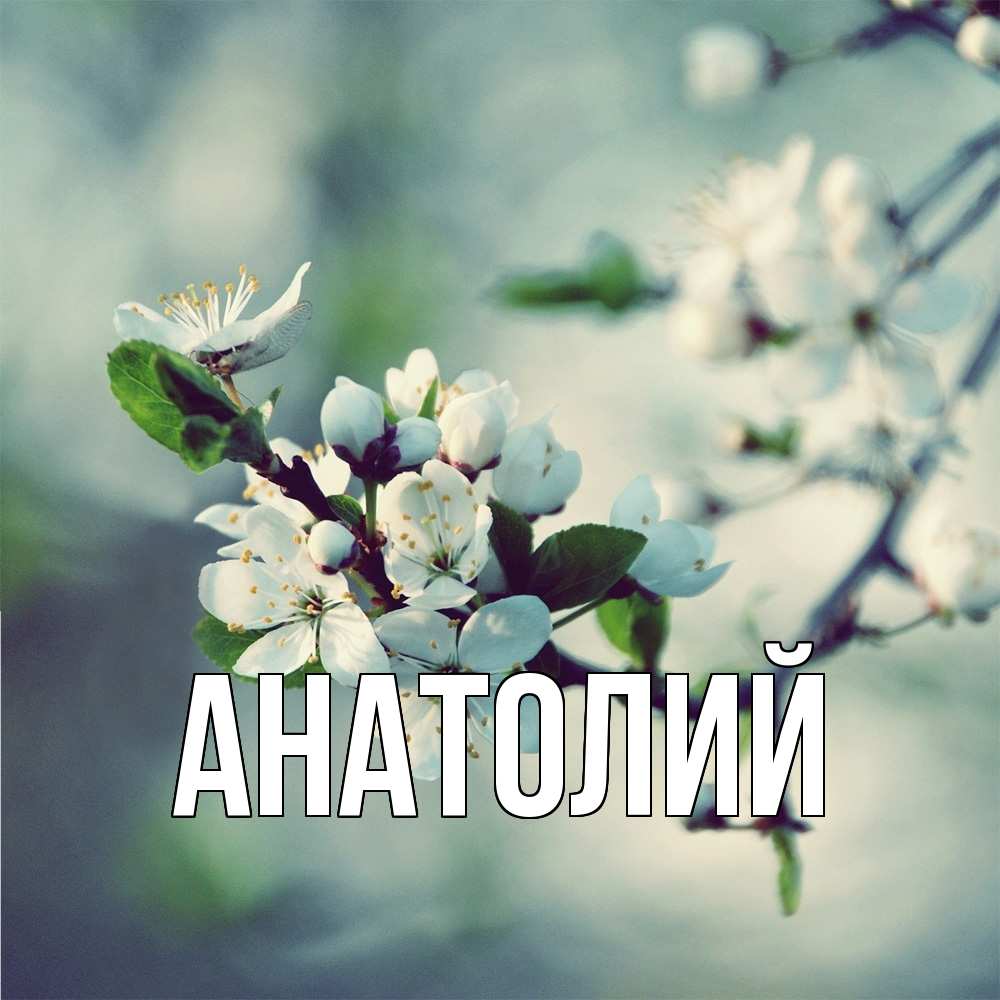 Открытка  с именем. Анатолий, Главная  