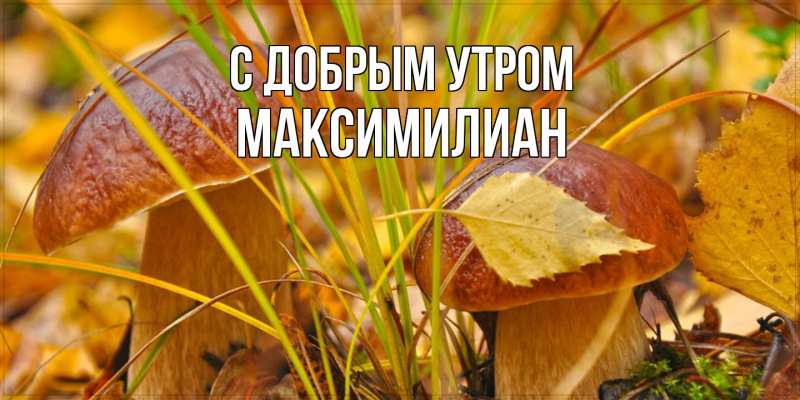 Картинка С добрым утром, Максимилиан