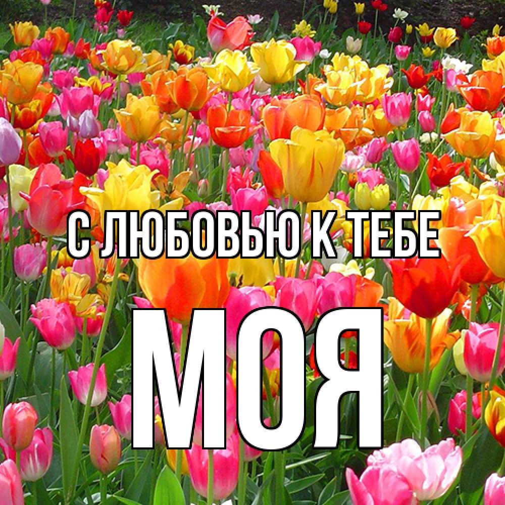 Открытка  с именем. Моя, С любовью к тебе  