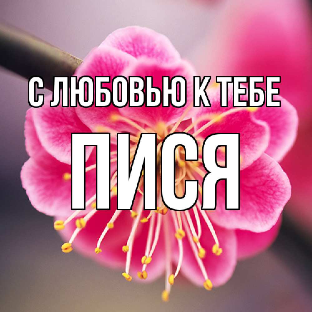 Открытка  с именем. пися, С любовью к тебе  