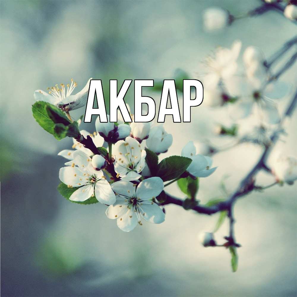 Открытка  с именем. Акбар, Главная  