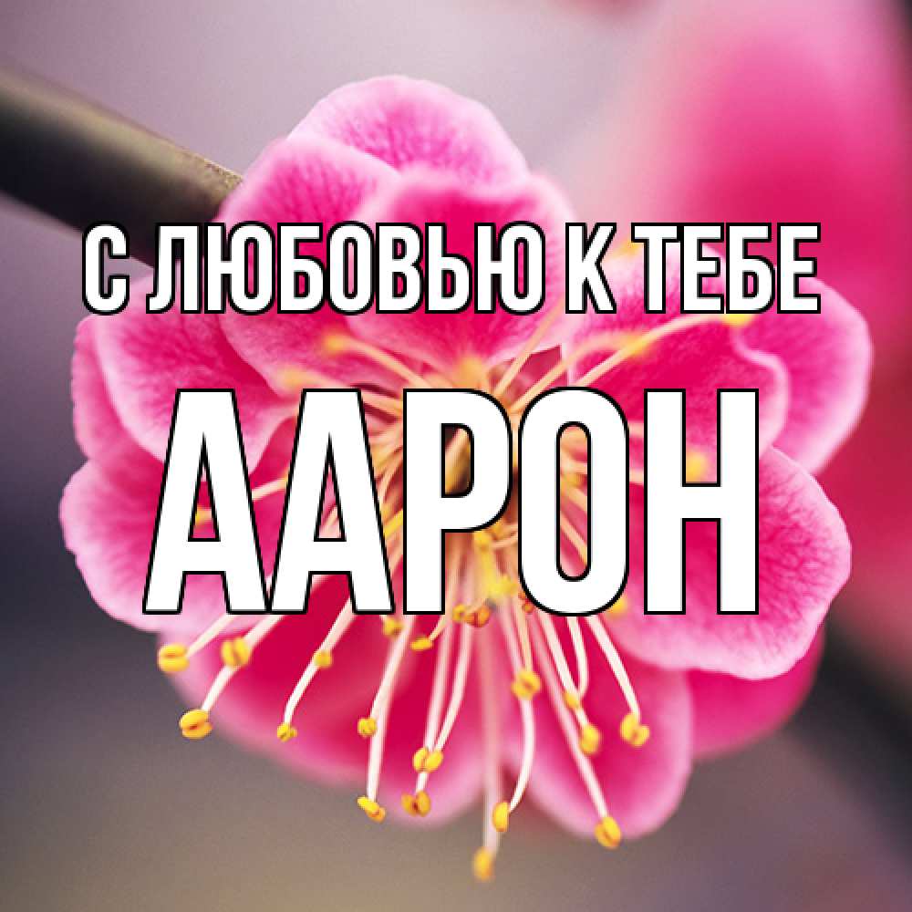 Открытка  с именем. Аарон, С любовью к тебе  