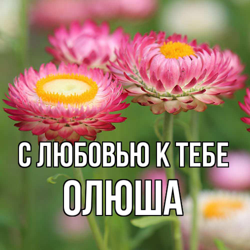 Открытка  с именем. Олюша, С любовью к тебе  