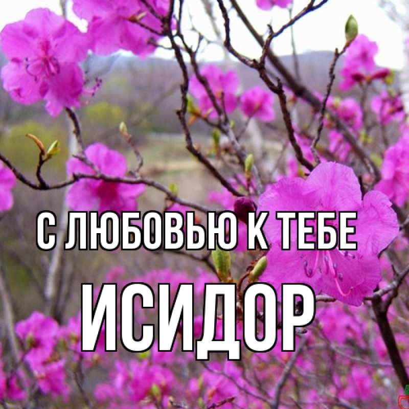 Картинка С любовью к тебе, Исидор