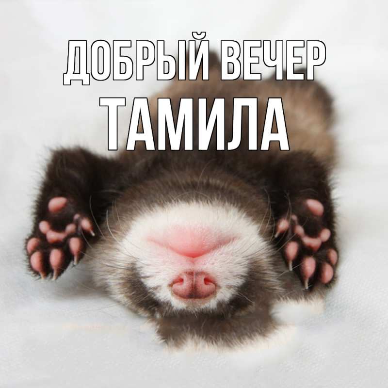 Картинка Добрый вечер, Тамила
