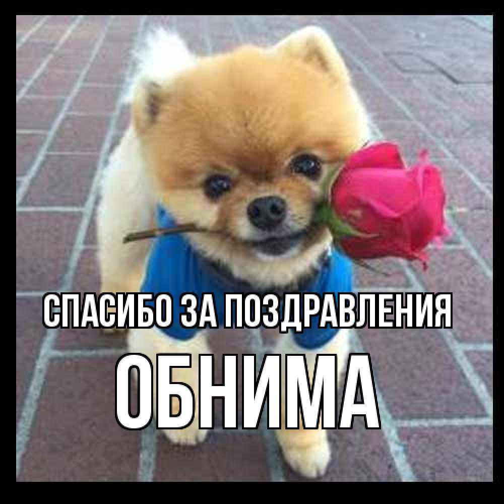 Открытка  с именем. Обнима, Спасибо за поздравления  