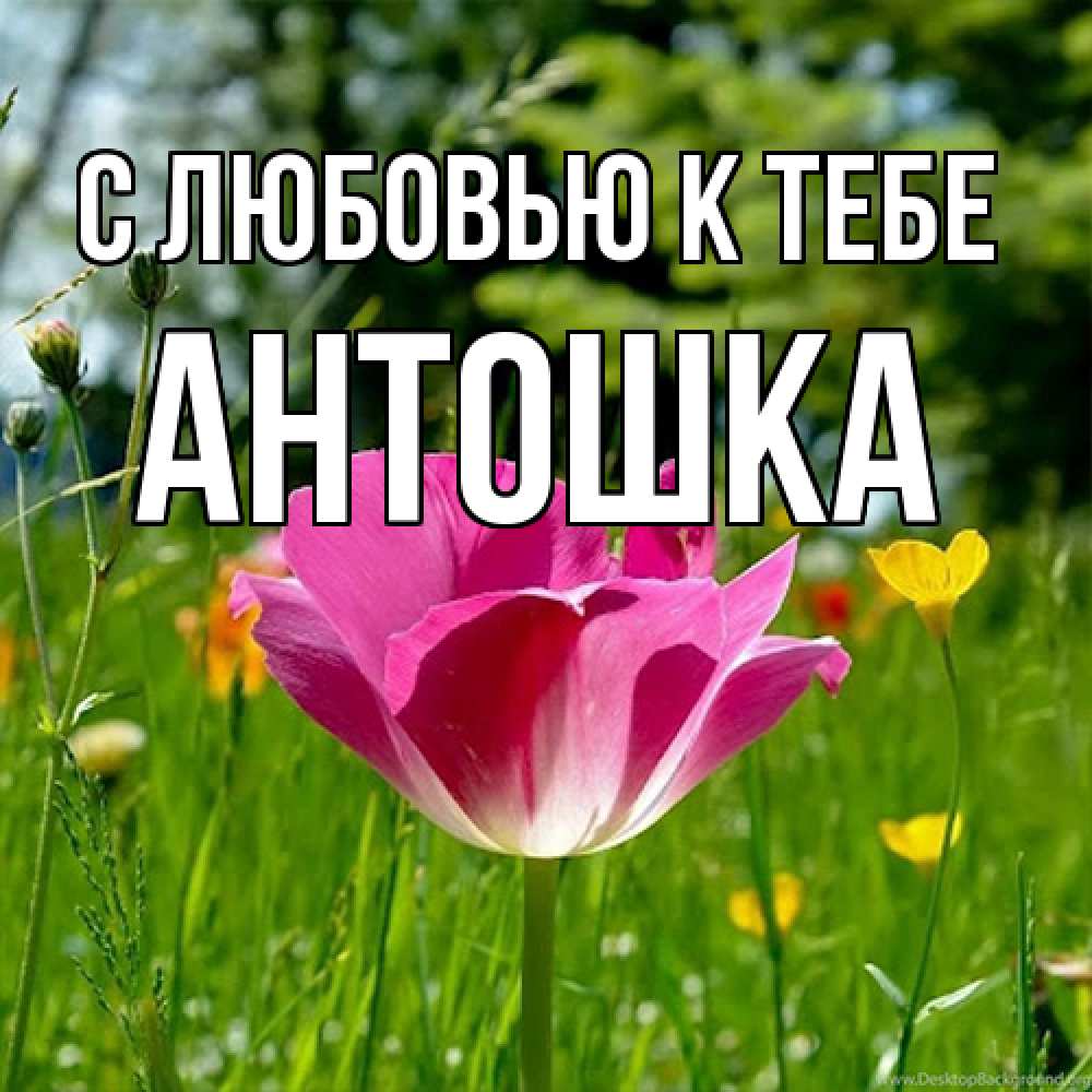 Открытка  с именем. Антошка, С любовью к тебе  