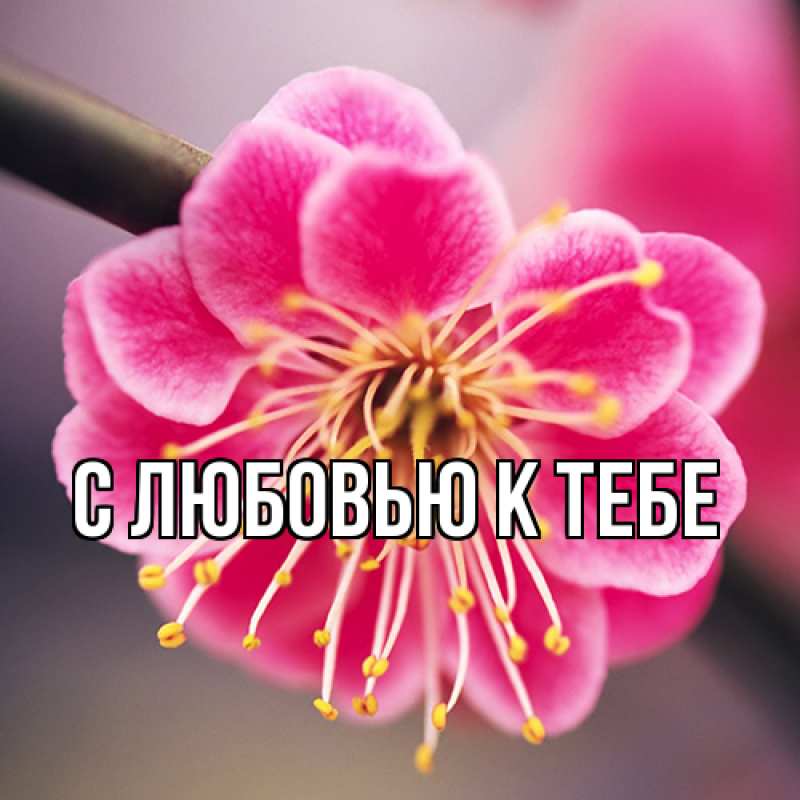 Картинка С любовью к тебе, 