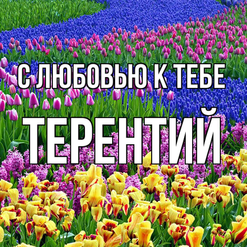 Открытка  с именем. Терентий, С любовью к тебе  