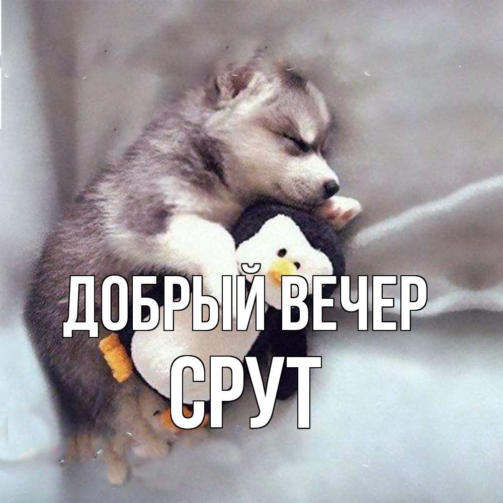 Открытка  с именем. срут, Добрый вечер  