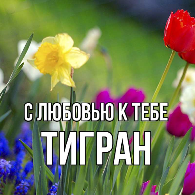 Картинка С любовью к тебе, Тигран