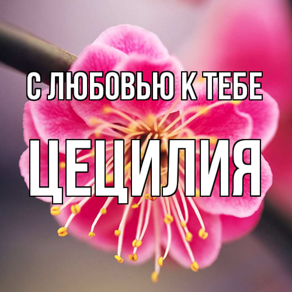 Открытка  с именем. Цецилия, С любовью к тебе  