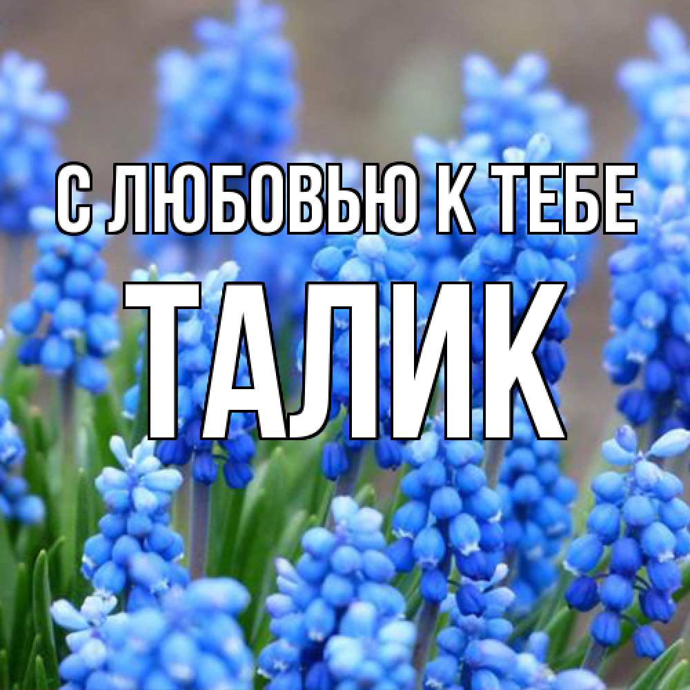 Открытка  с именем. Талик, С любовью к тебе  