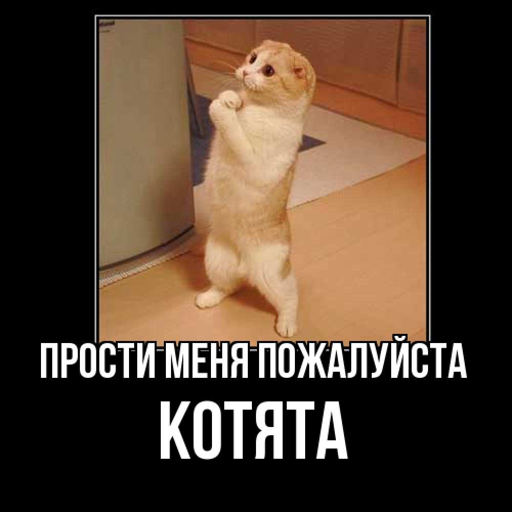 Открытка  с именем. Котята, Прости меня пожалуйста  