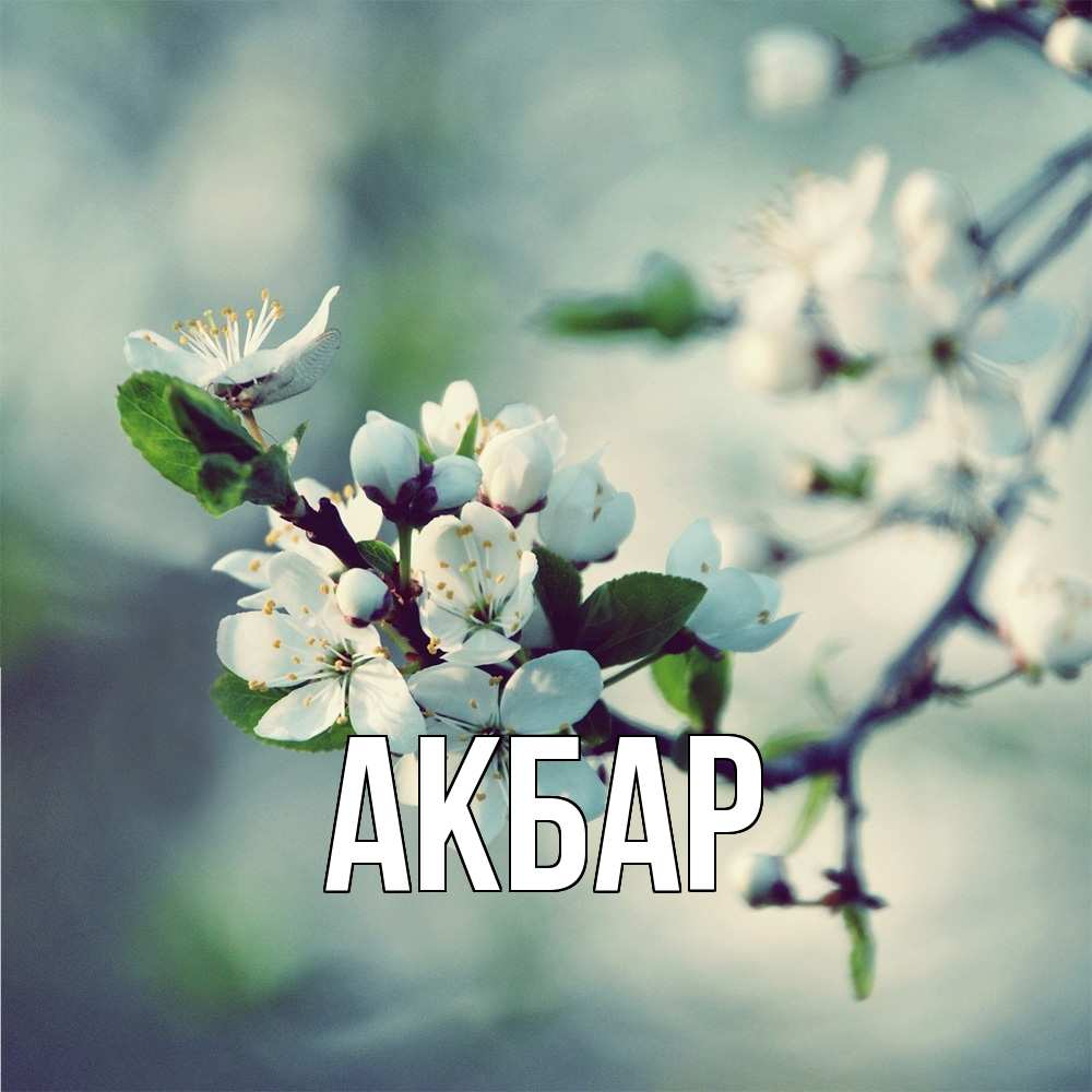 Открытка  с именем. Акбар, Главная  