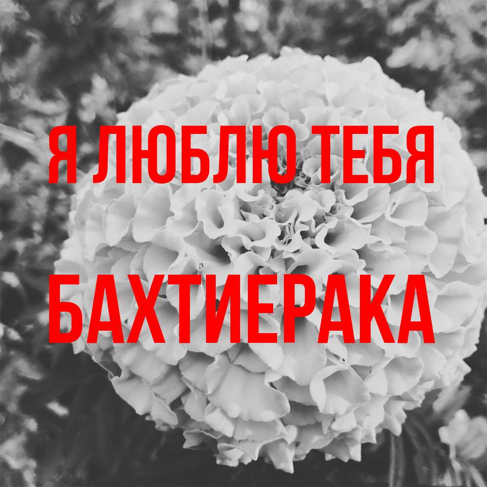 Открытка  с именем. БахтиерАка, Я люблю тебя  