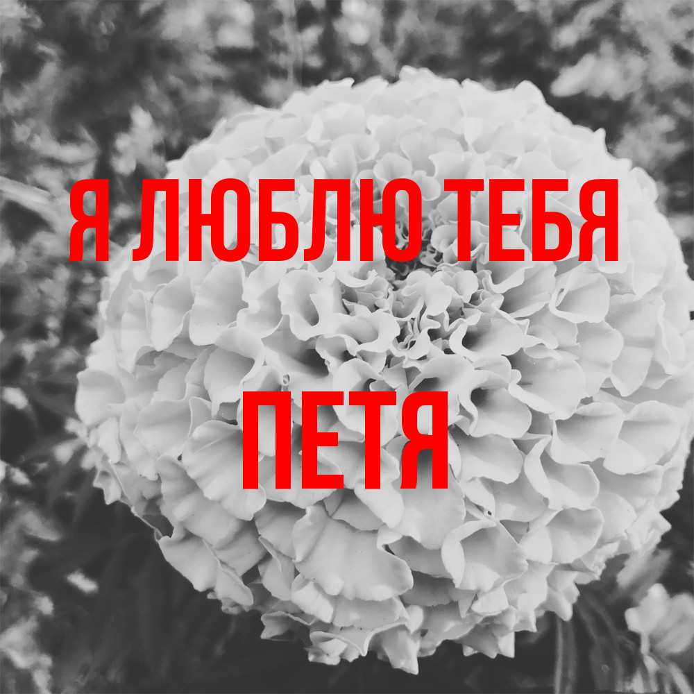 Открытка  с именем. Петя, Я люблю тебя  
