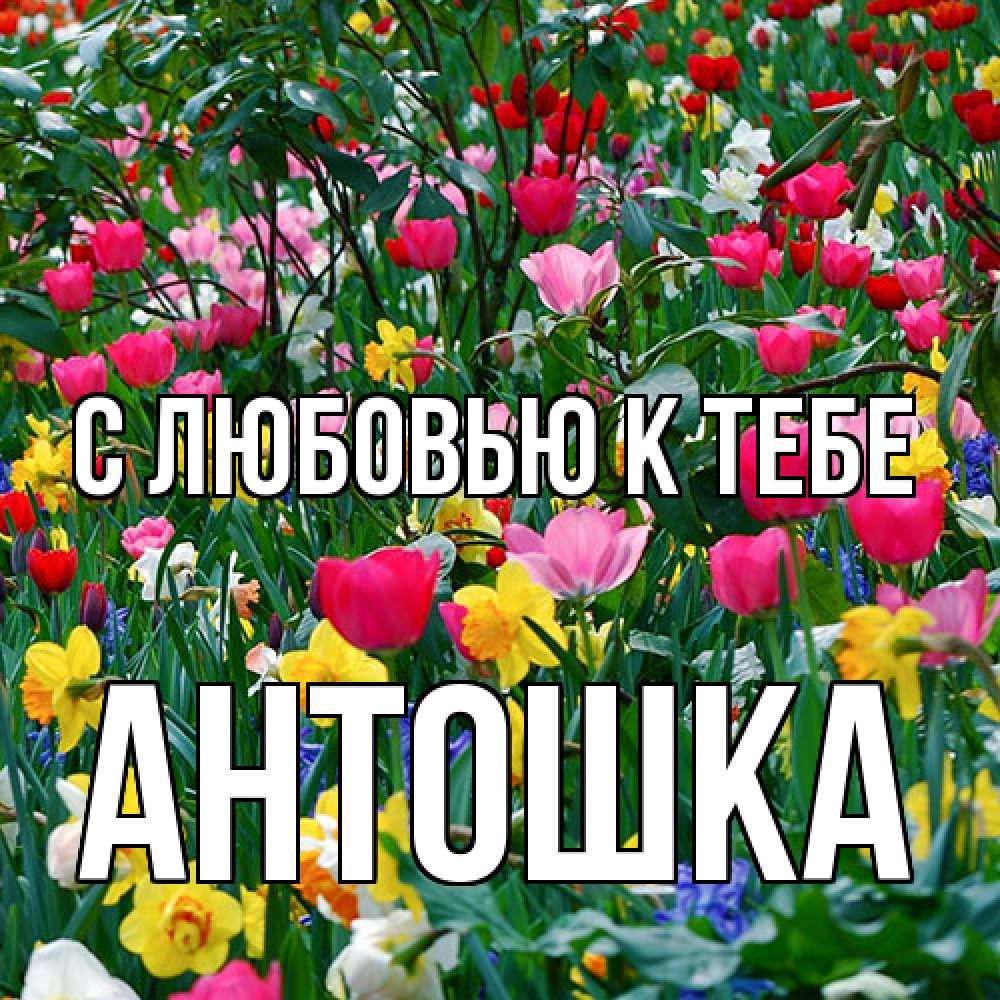 Открытка  с именем. Антошка, С любовью к тебе  