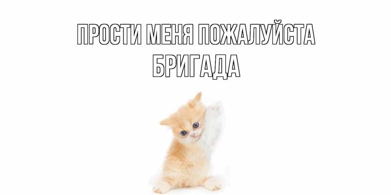 Картинка Прости меня пожалуйста, Бригада