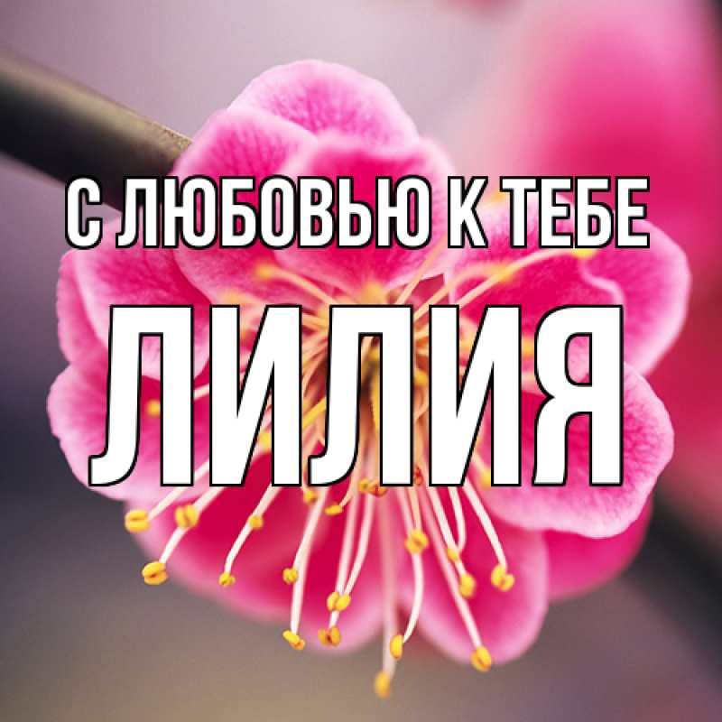 Картинка С любовью к тебе, ЛИлия