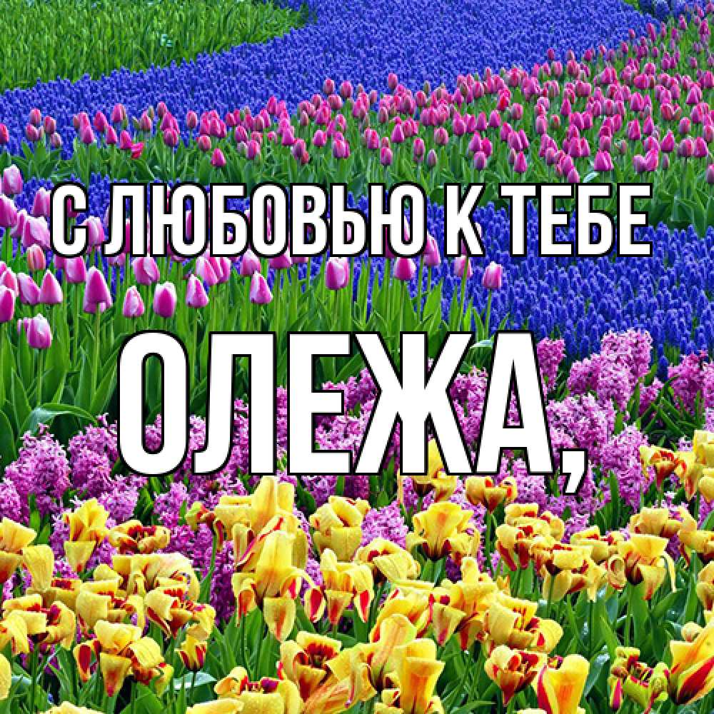 Открытка  с именем. Олежа, С любовью к тебе  