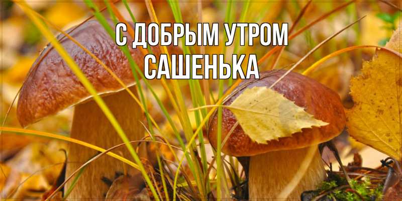 Картинка С добрым утром, Сашенька