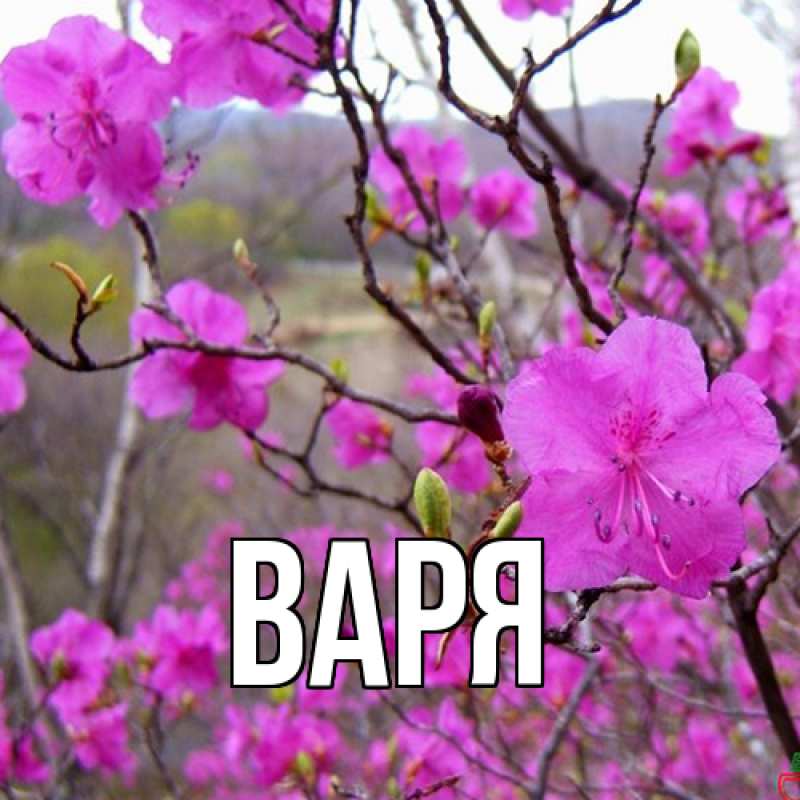 Картинка  с именем , варя