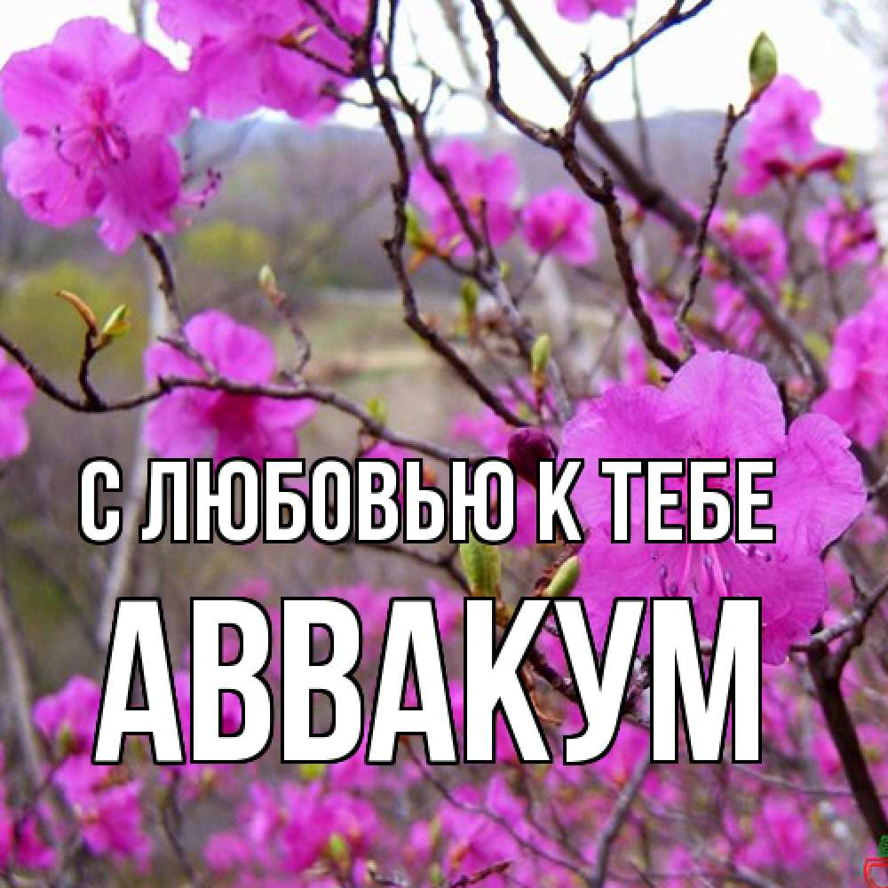 Открытка  с именем. Аввакум, С любовью к тебе  