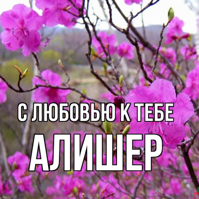 Картинка С любовью к тебе, Алишер
