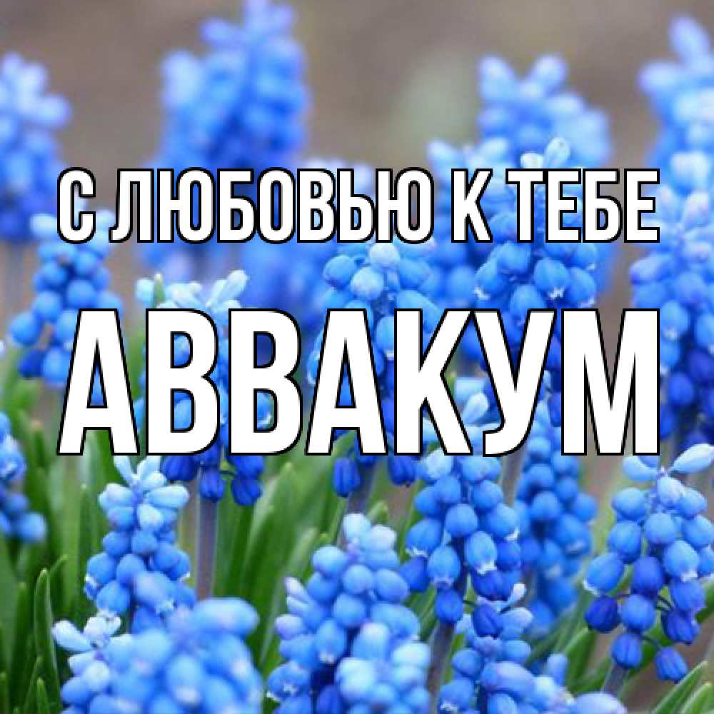 Открытка  с именем. Аввакум, С любовью к тебе  