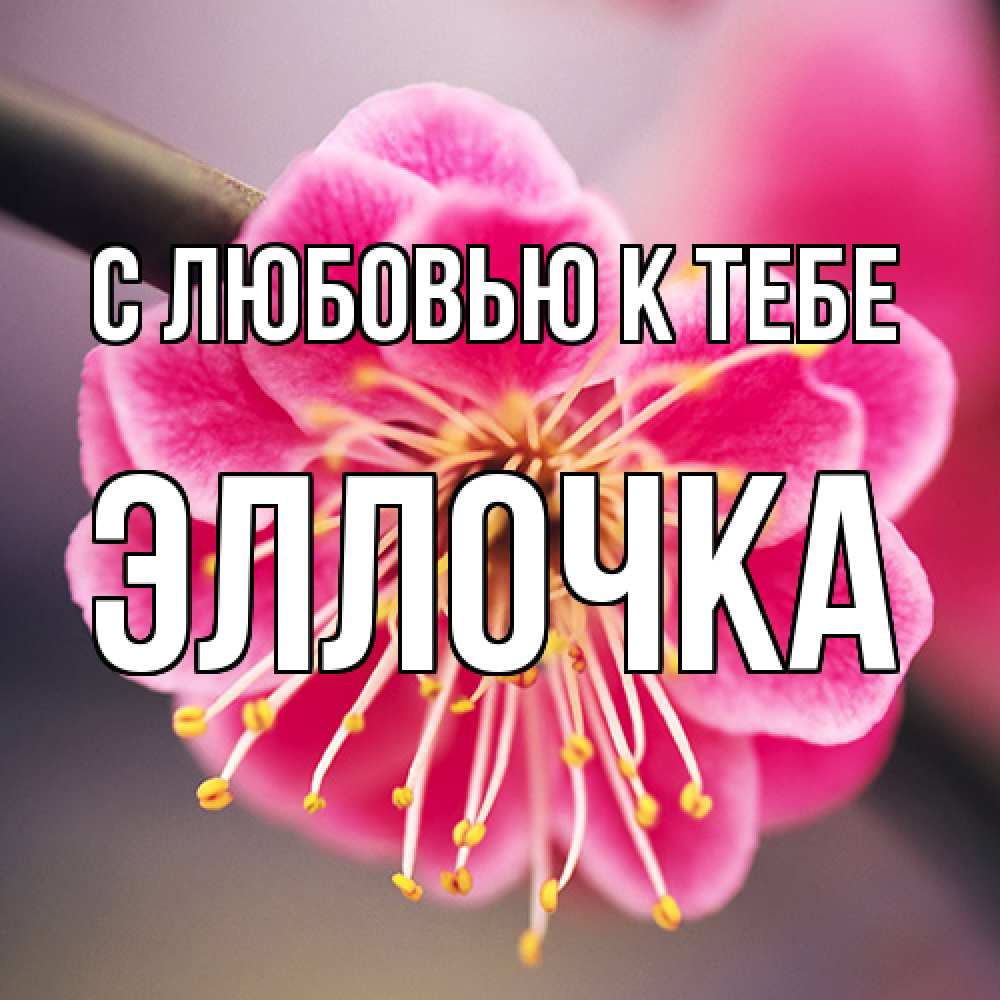 Открытка  с именем. Эллочка, С любовью к тебе  