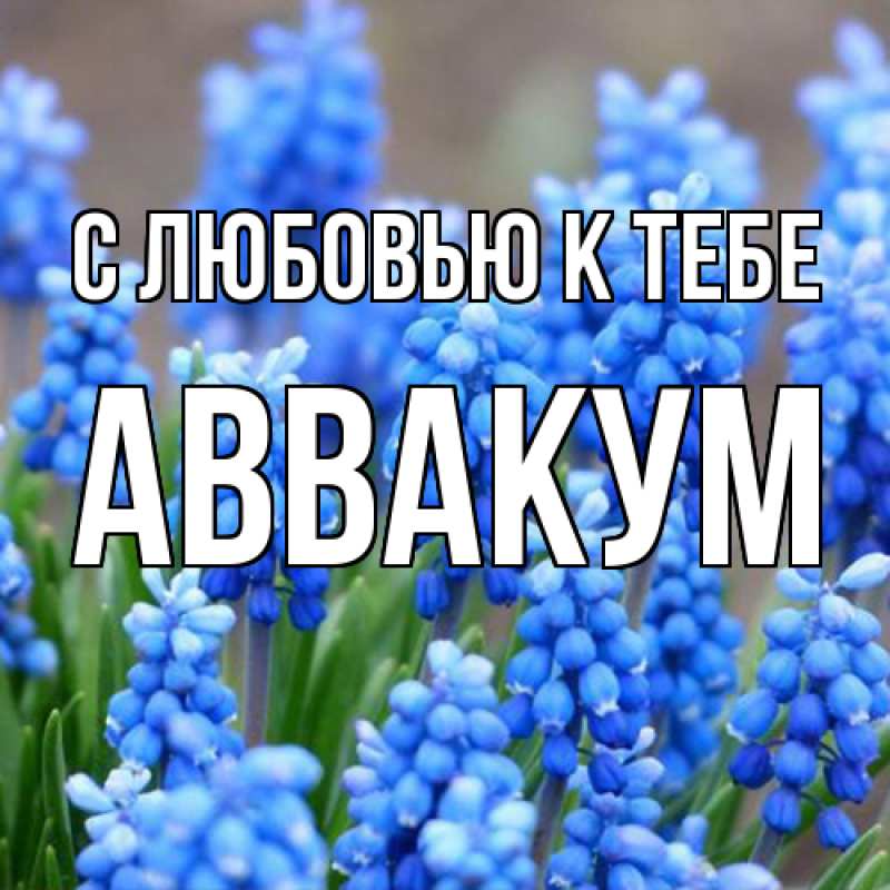 Картинка С любовью к тебе, Аввакум