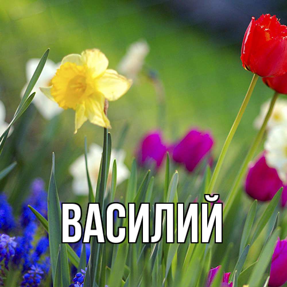 Открытка  с именем. Василий, Главная  