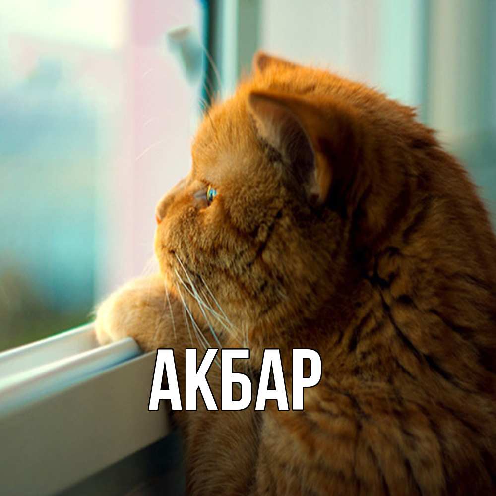 Открытка  с именем. Акбар, Главная  