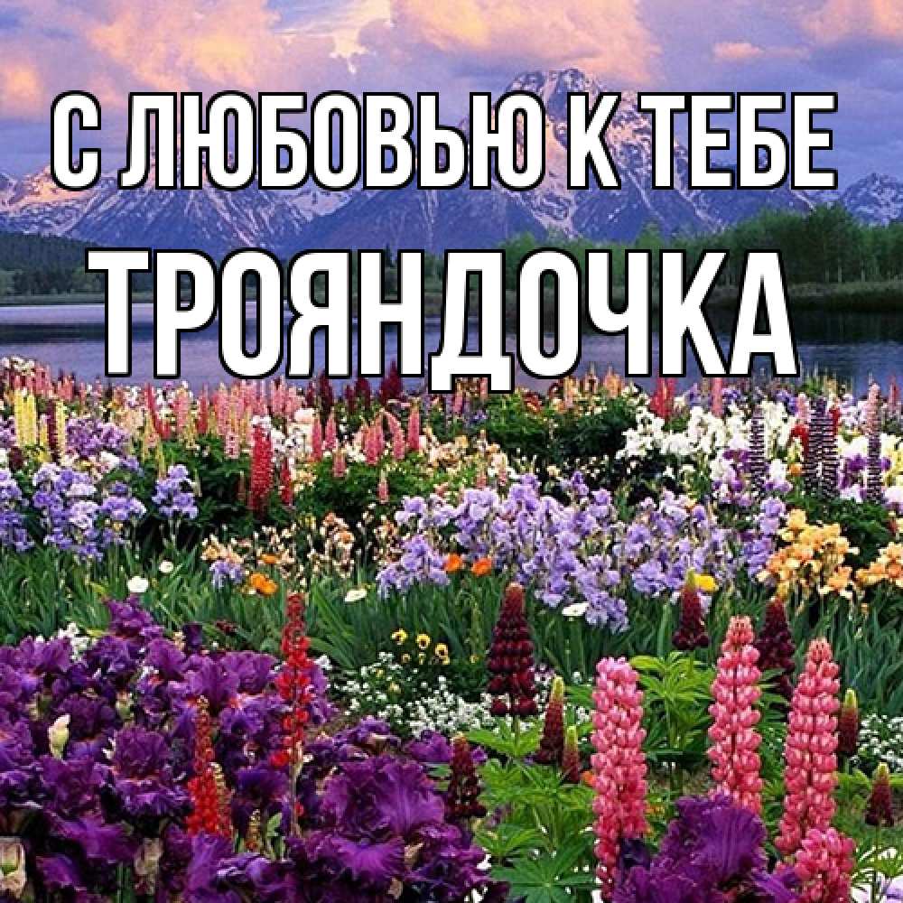 Открытка  с именем. Трояндочка, С любовью к тебе  