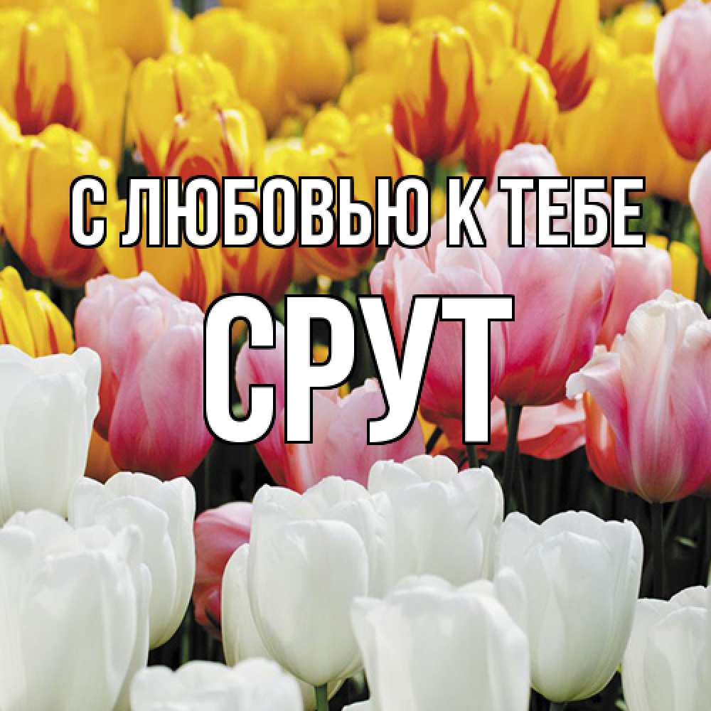 Открытка  с именем. срут, С любовью к тебе  