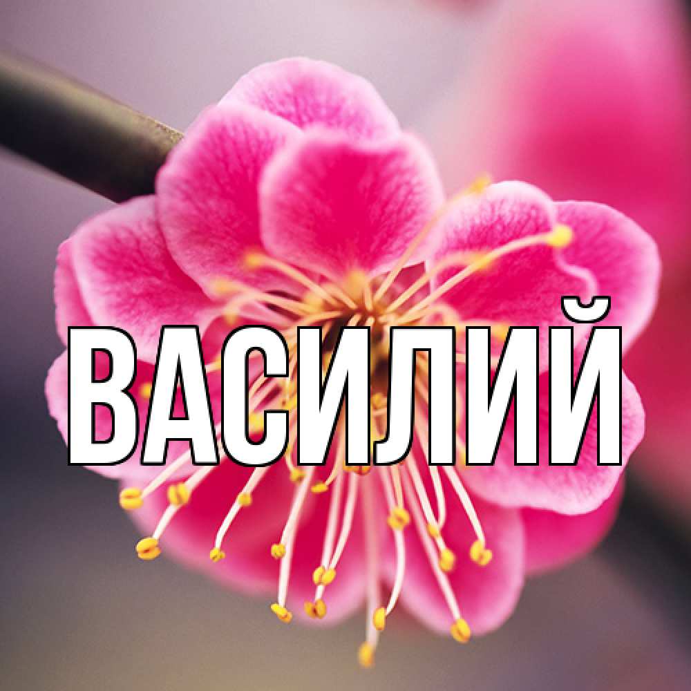 Открытка  с именем. Василий, Главная  
