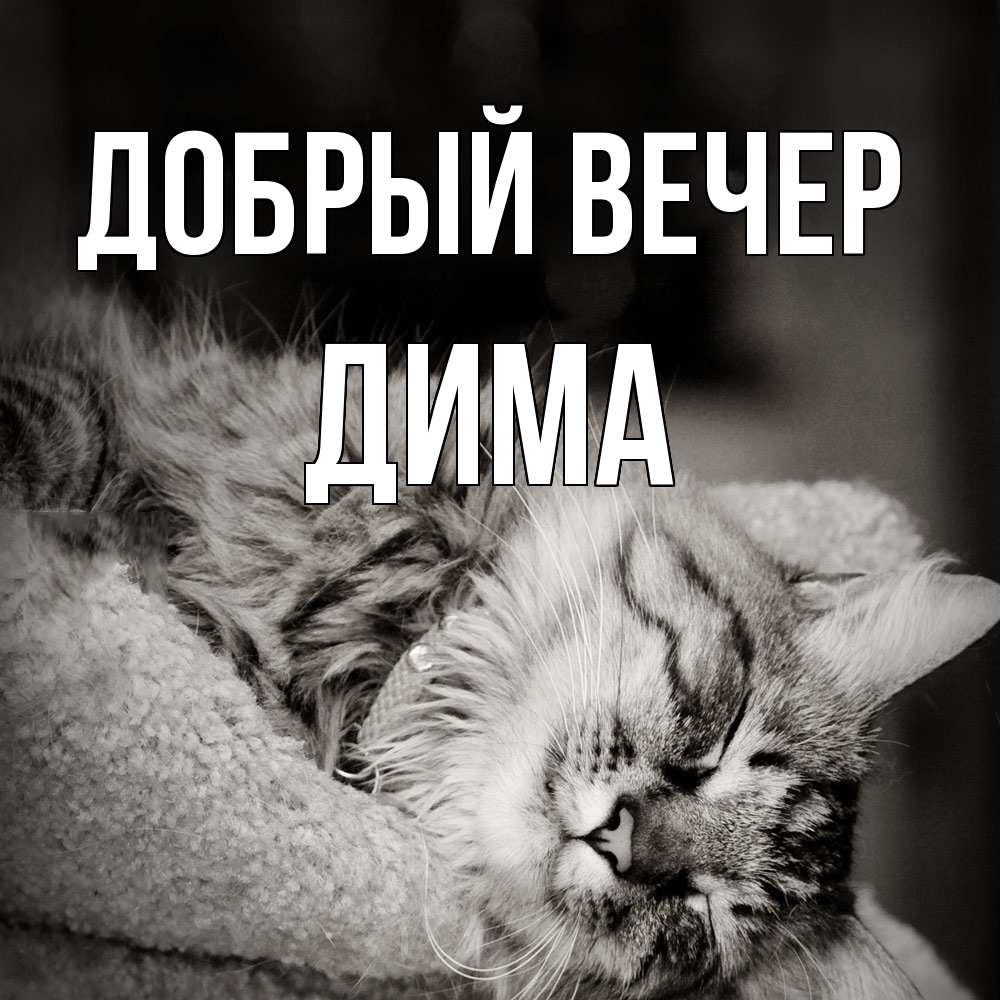 Открытка  с именем. Дима, Добрый вечер  