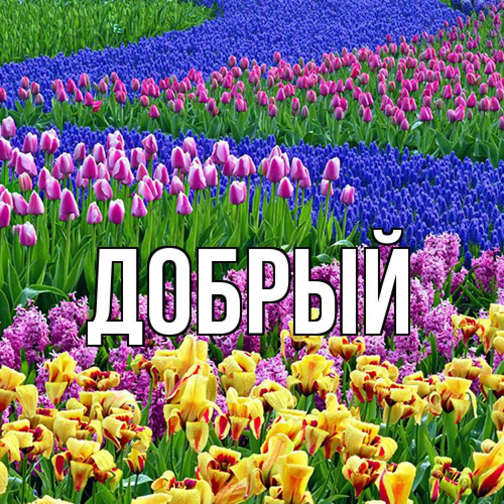 Открытка  с именем. Добрый, Главная  