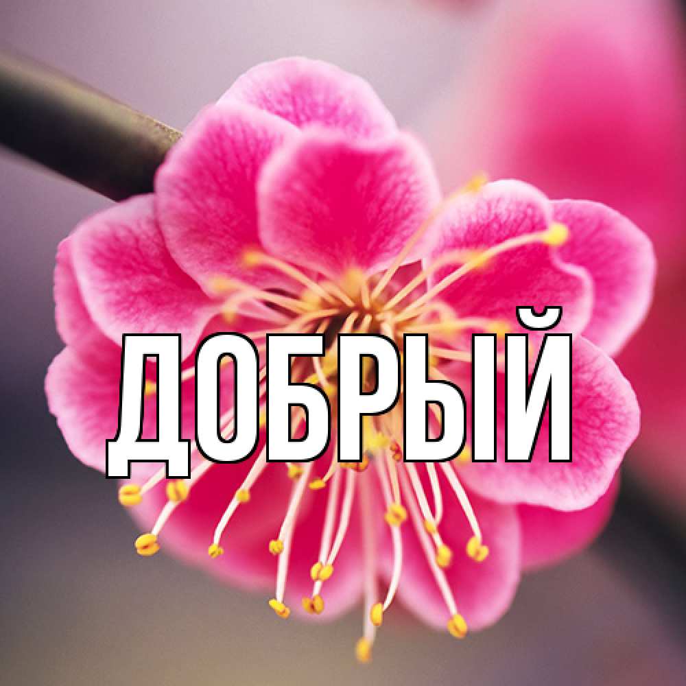 Открытка  с именем. Добрый, Главная  