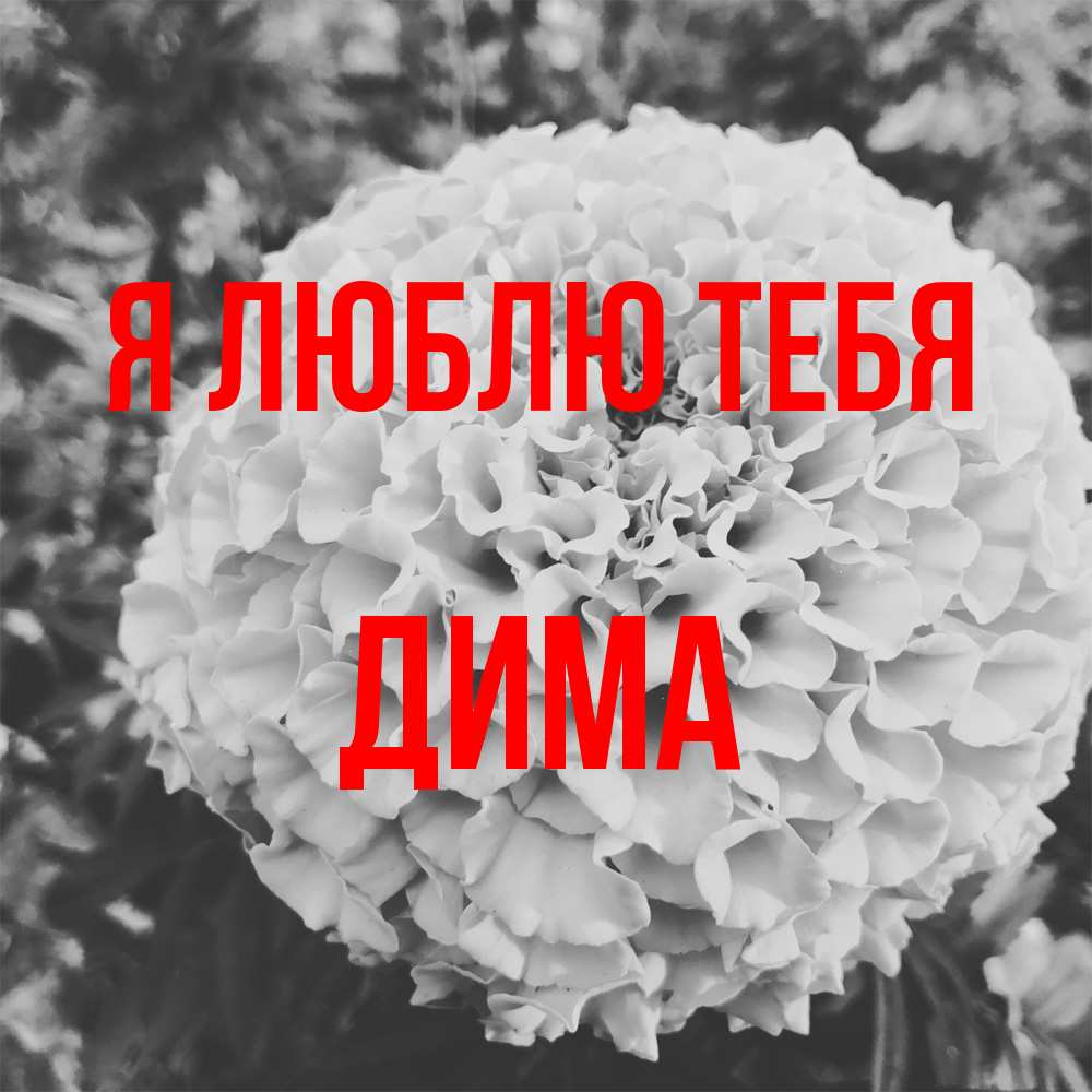Открытка  с именем. Дима, Я люблю тебя  