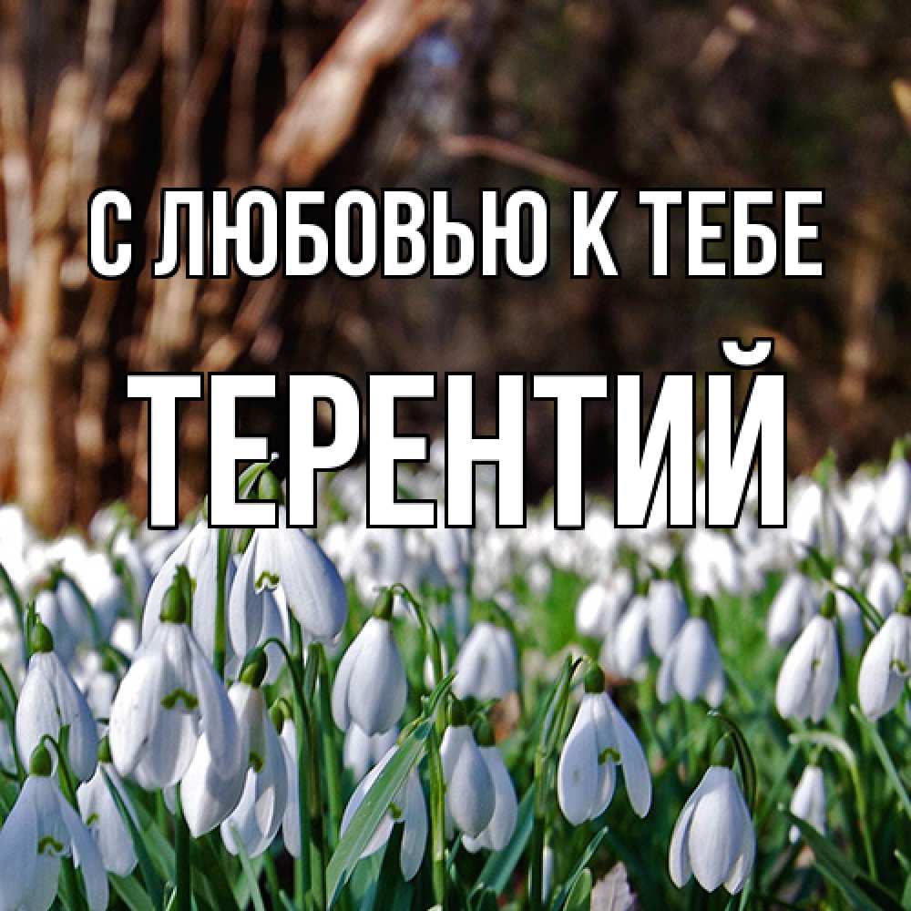 Открытка  с именем. Терентий, С любовью к тебе  