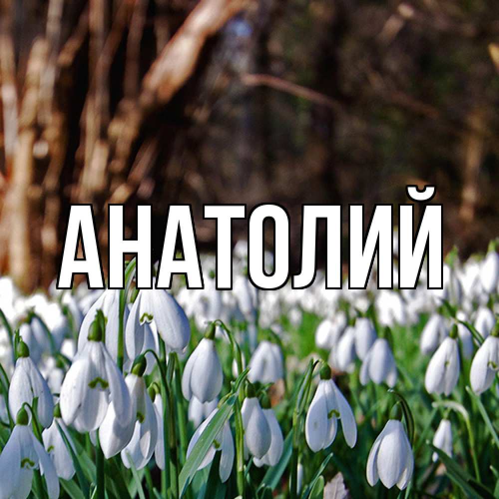 Открытка  с именем. Анатолий, Главная  