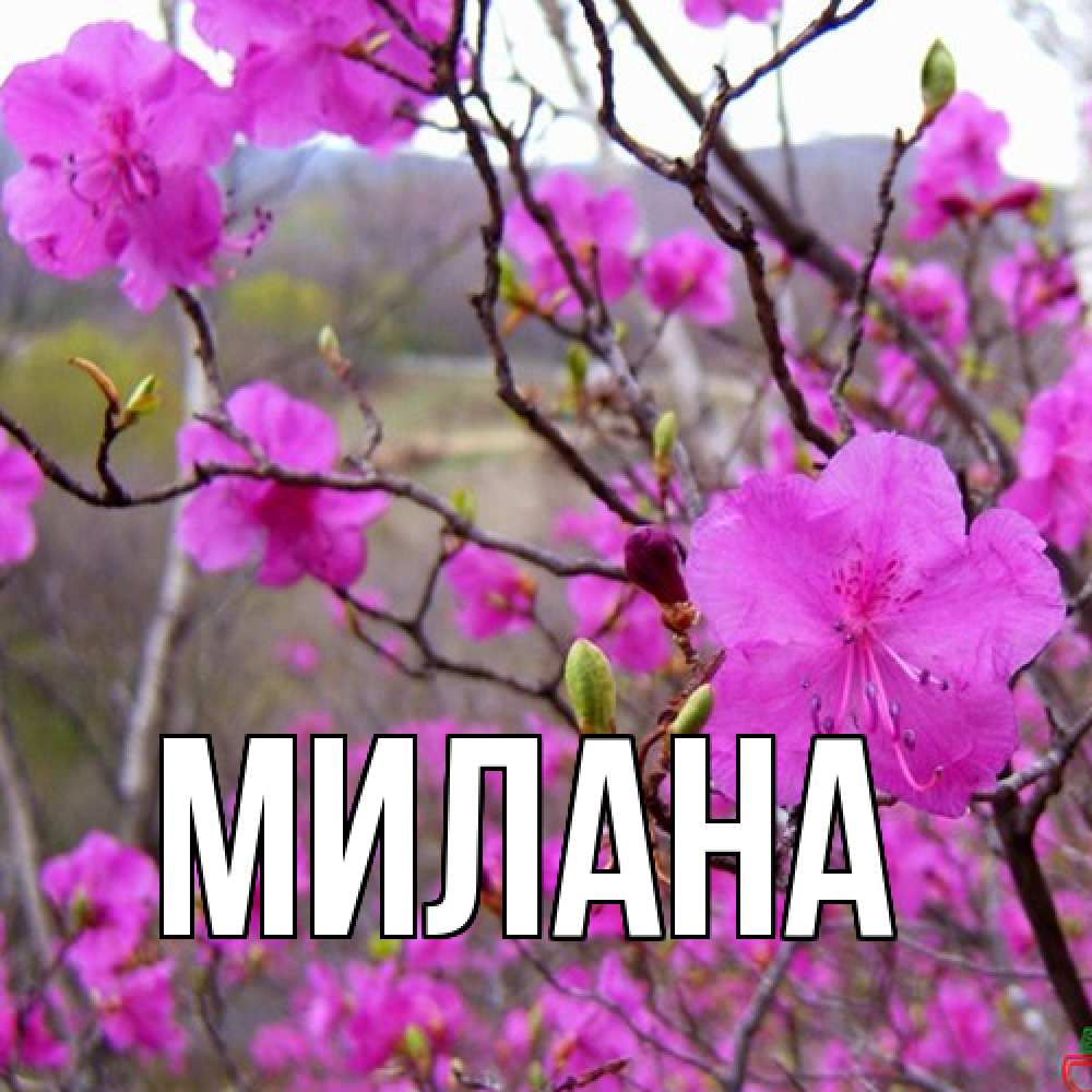 Открытка  с именем. Милана, Главная  