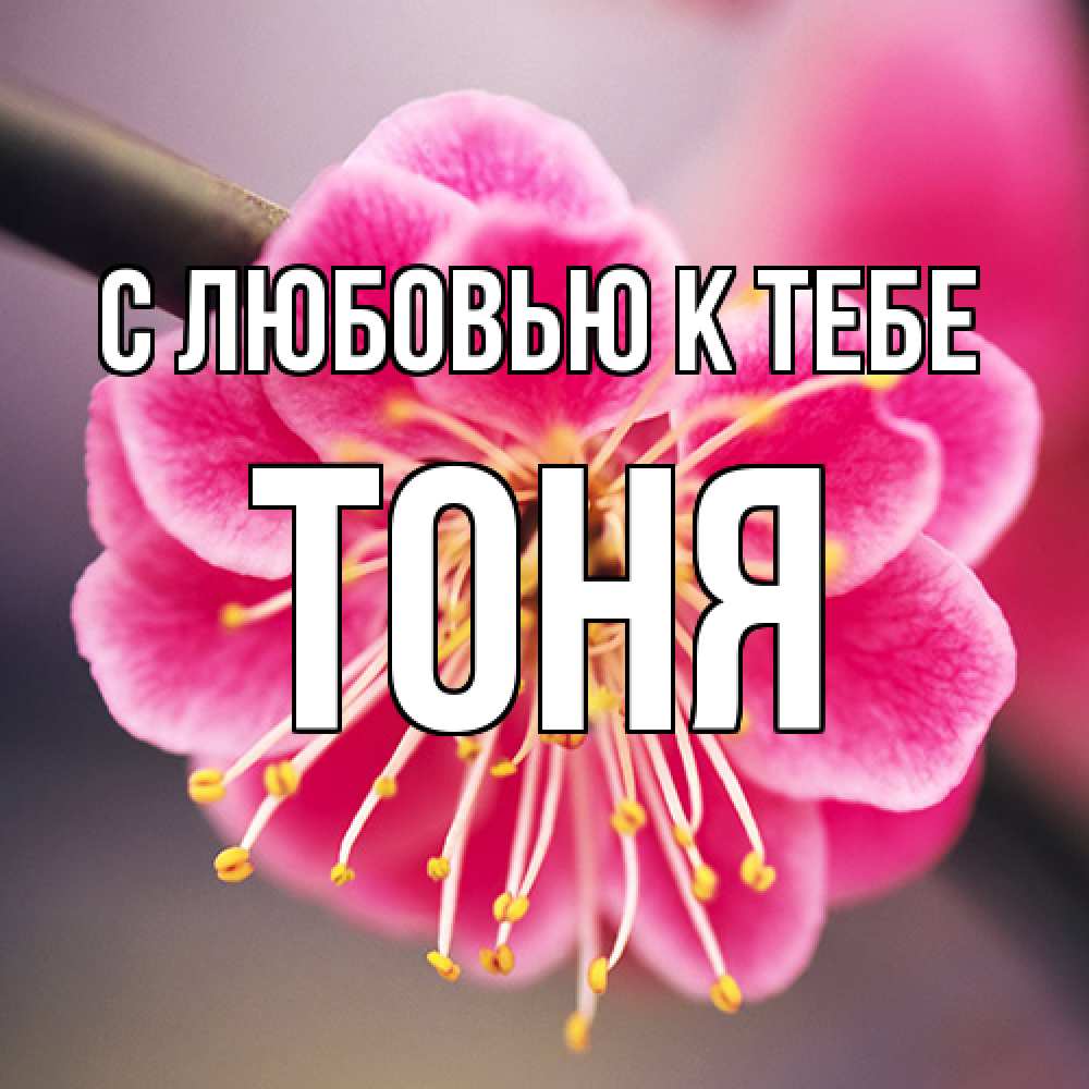 Открытка  с именем. Тоня, С любовью к тебе  