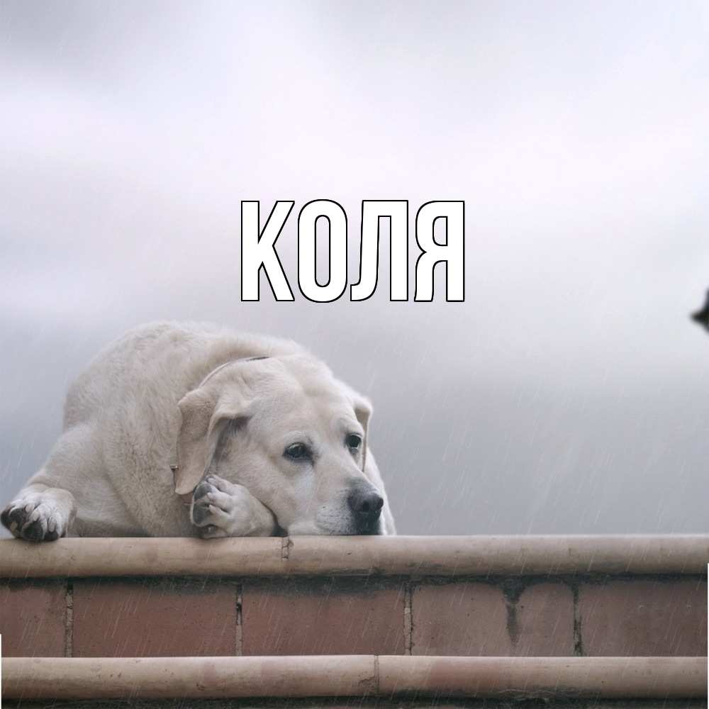 Открытка  с именем. коля, Главная  