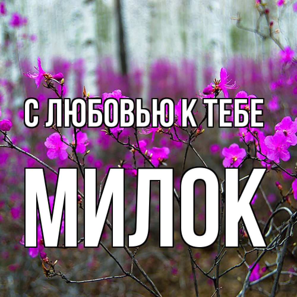 Открытка  с именем. Милок, С любовью к тебе  