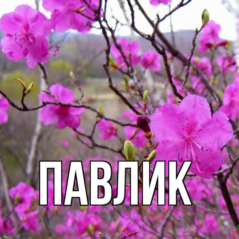 Картинка  с именем , Павлик