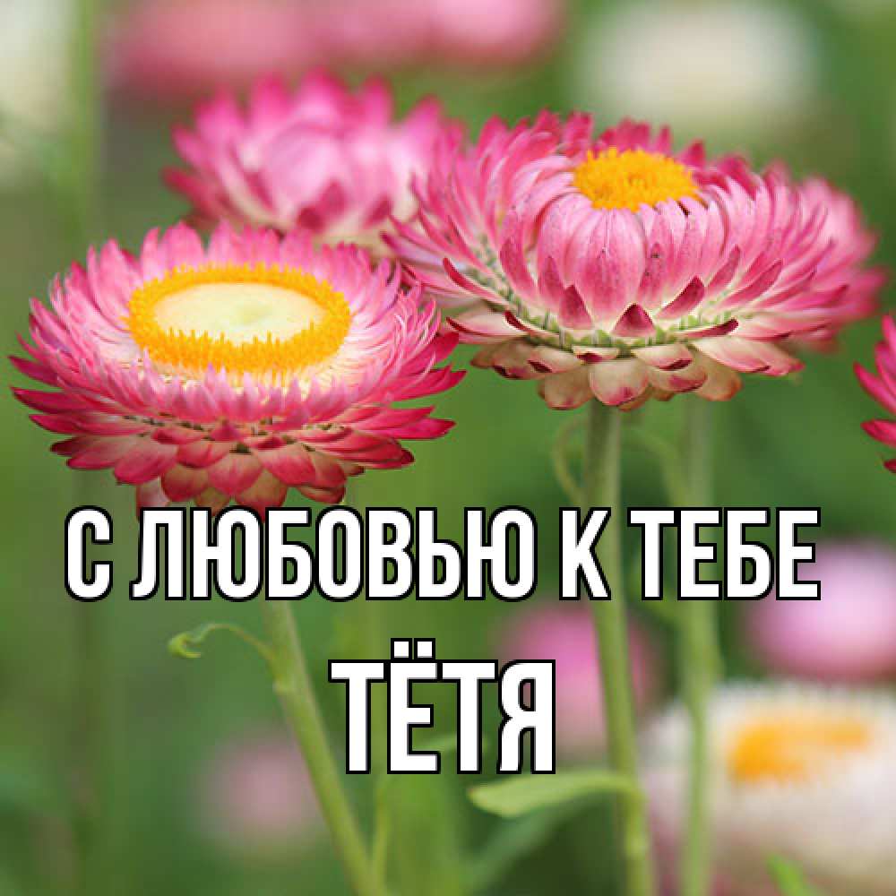Открытка  с именем. Тётя, С любовью к тебе  